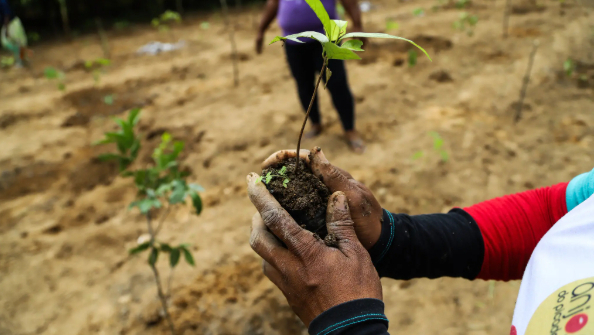 How to repair the planet? One answer might be hiding in plain sight