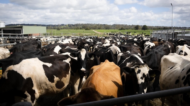 FAO publishes new guidelines for surveillance of influenza in cattle