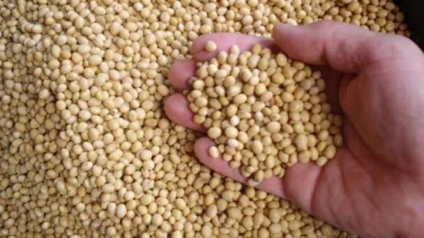 Argentina's crop outlook sees more soybean acres