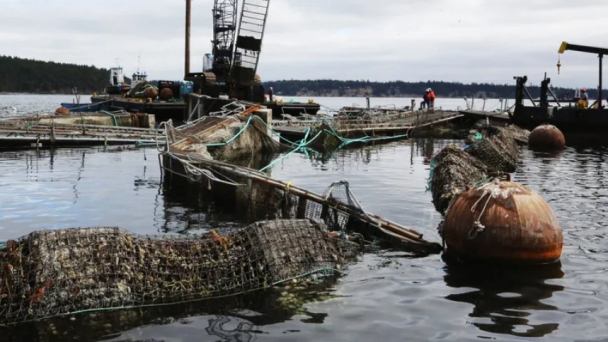 WA bans commercial net-pen fish farming