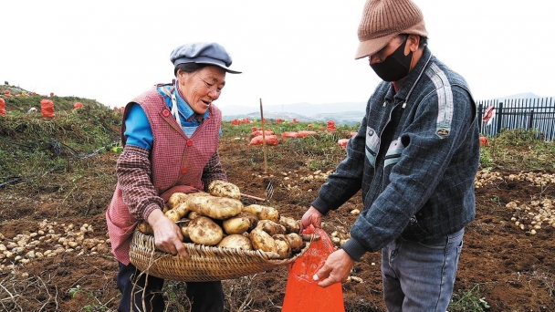 'Potato-turned-rice' bolsters food security