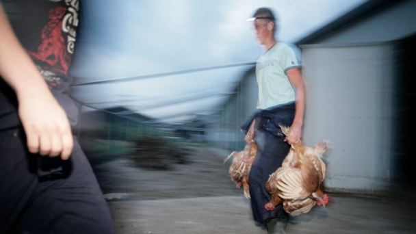 Flemish protest against catching chickens by the legs