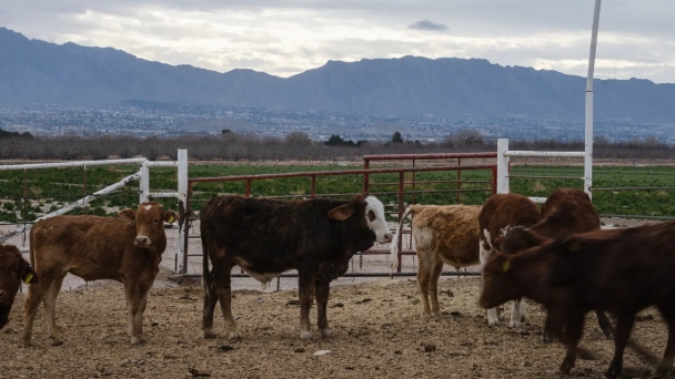 Mexican cattle banned from Texas due to screwworm threat