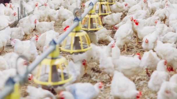 Changes to ammonia emission factors for UK poultry farmers