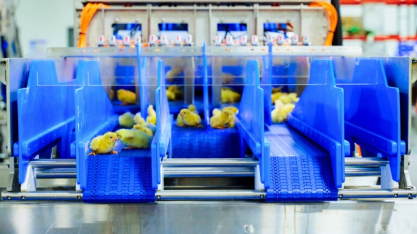 2025: The year for automated broiler sexing