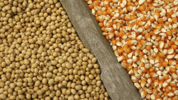 Corn, soybean futures rally on USDA data