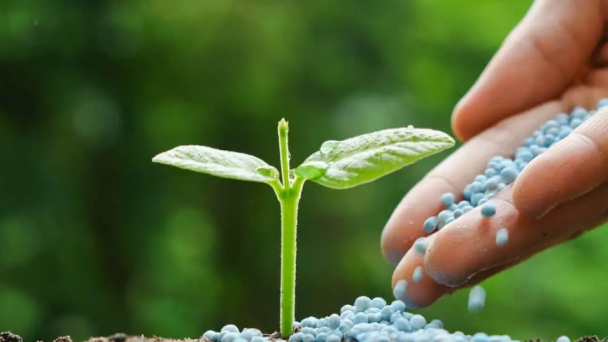 Plant genetics discovery could revolutionize fertilizer use in farming