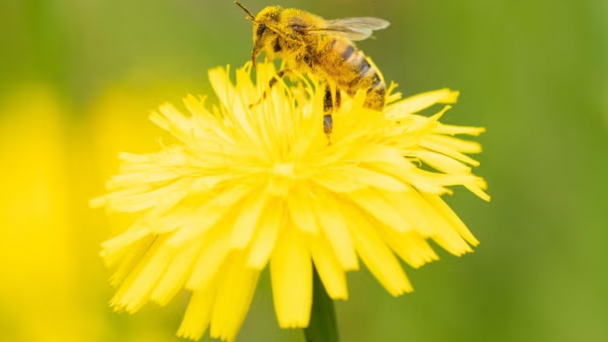 High fertiliser use halves numbers of pollinators, world’s longest study finds