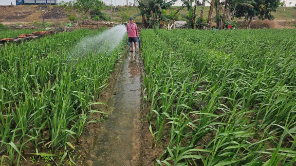 Mưa lạnh kéo dài, người trồng hoa lay ơn thất thu