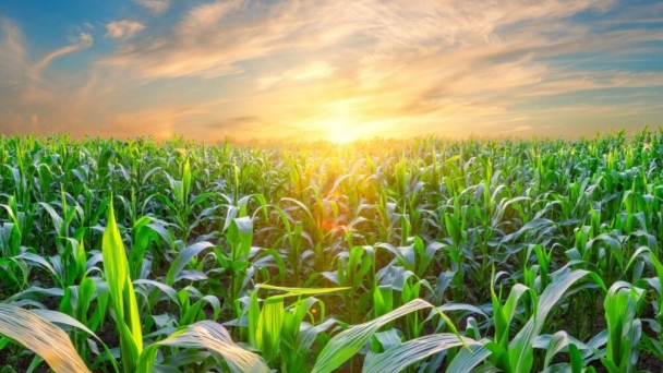 Impact of solar cycle on corn, soybean prices