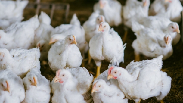 India: Antibiotics in poultry is a growing concern