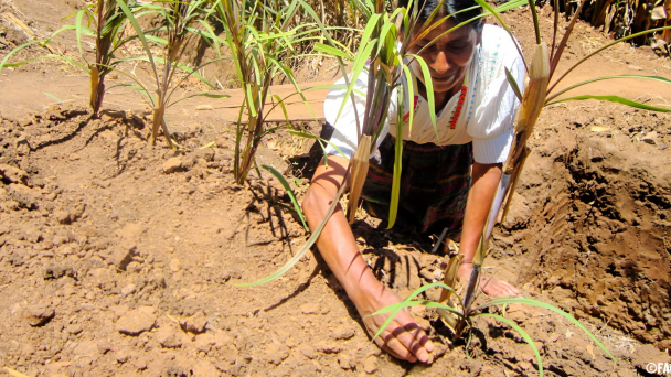 74 percent of Latin American & Caribbean countries are highly exposed to extreme weather events