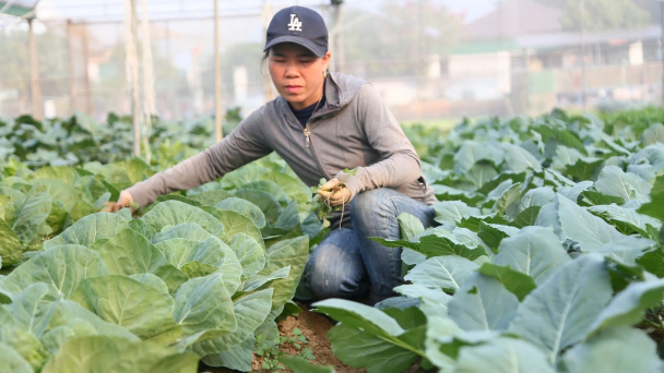 Rau sạch Nghi Long ‘cháy hàng’