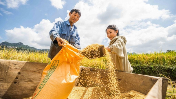 Trung Quốc tăng năng suất ngũ cốc và dầu ăn trên diện tích lớn