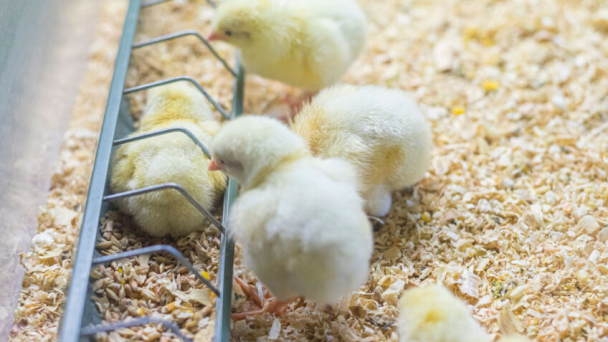 Welfare, smart farming and artificial intelligence in poultry