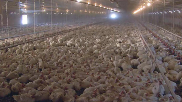 As bird flu ravages poultry industry, the damage spreads