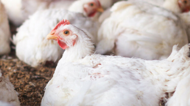 Poultry giants to merge business in Russia