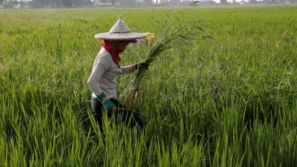 Philippines declares 'food security emergency' to tame retail rice prices