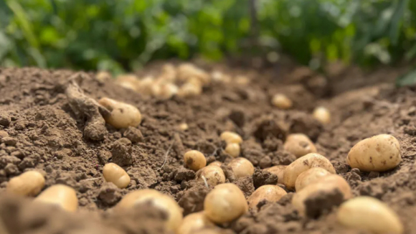 'Forever chemicals' used on Jersey's potato crops