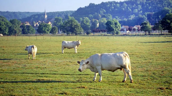 Regenerative agriculture: soils, cows, and climate