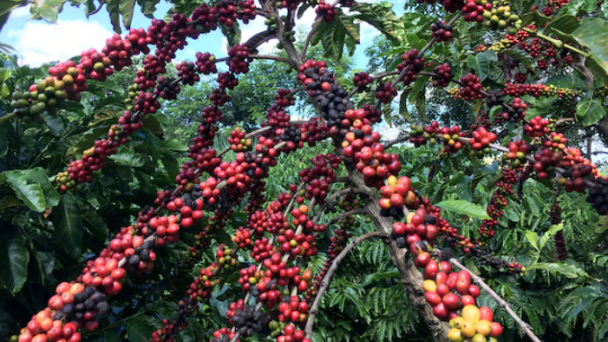 Brazil roasters fret over fake coffee as prices soar