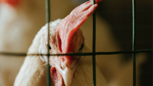 Czech Republic pushes for European ban on cage farming