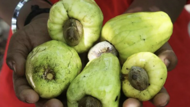 Ghana wants more for its cashews, but it’s a tough nut to crack