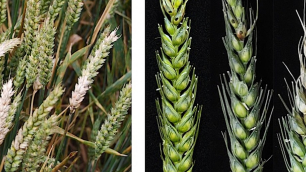 Wheat crops are dying, and scientists just found out why