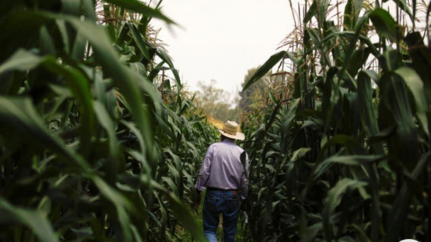 After trade dispute, Mexico officially bans the planting of GM corn