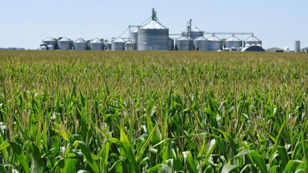 American farmers to plant more corn, seeking best chance at profits