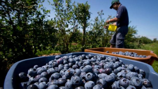 China's consumers go bananas for blueberries even as broader sentiment lags