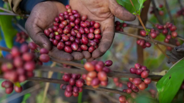 This rare coffee bean may someday be your new brew