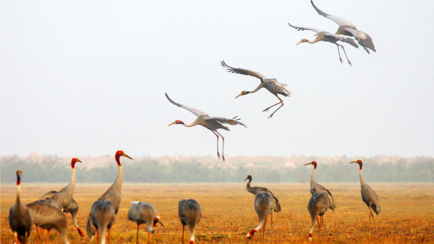 A unique model 'Rice Calls the Cranes Back'