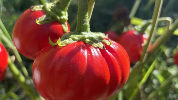 Genetic discovery puts bigger, tastier tomatoes and eggplants on the horizon