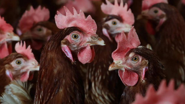 Are socially distanced chickens laying more affordable eggs?