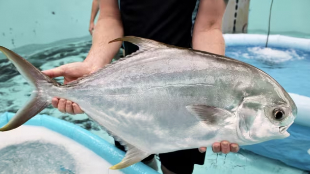 New aquaculture species makes a splash in Australia