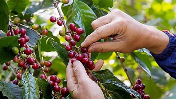 Mechanizing the coffee industry for sustainable export