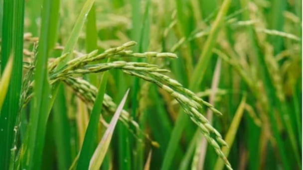 Asia-Pacific's rice market to grow at 0.9% CAGR, reaching 756M tons by 2035