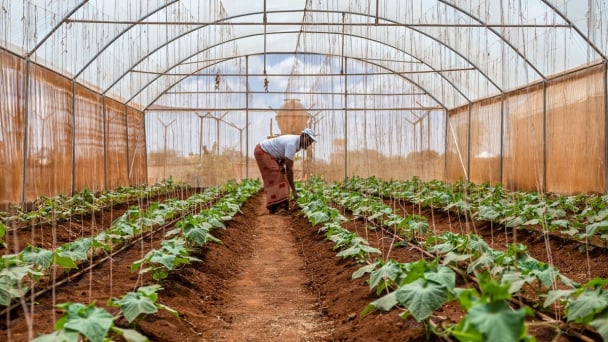 Somalia looks to boost climate resilient agriculture with new project