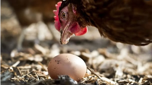 Egg prices are rapidly falling so far in March