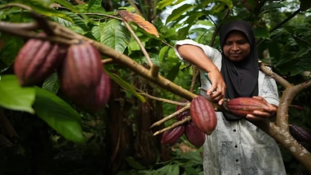 Indonesia's cocoa farmers work with businesses to fight the bitter impact of climate change