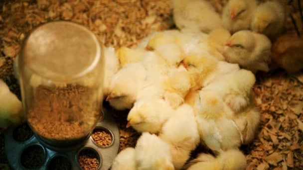 The pursuit of efficiency in poultry production