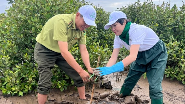 Establishing the record for planting 1 million trees the fastest