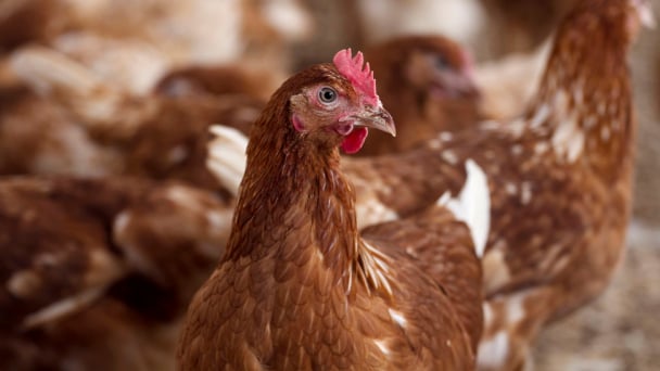 The spread of H5N1 highly pathogenic avian influenza calls for stepped up action, FAO says