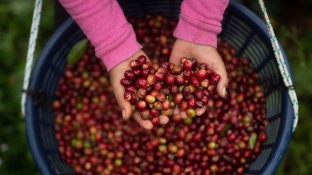 Adverse climatic conditions drive coffee prices to highest level in years