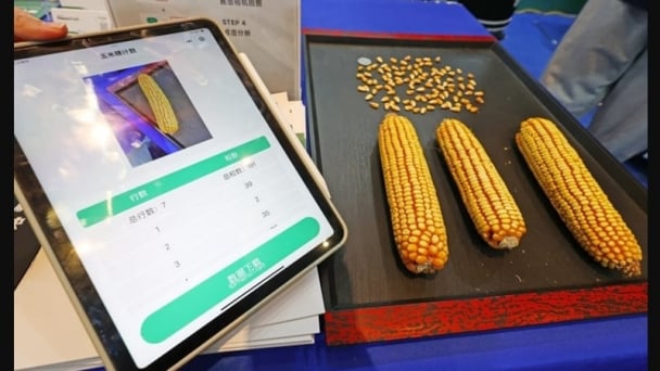 Chinese scientists expand AI in crops breeding to boost yield and improve varieties