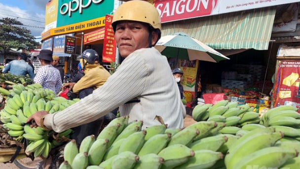 Chợ chuối mật mốc Tân Long tấp nập phục vụ tết Nguyên Đán