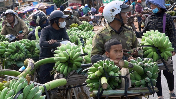 Khách mua sắm muộn, người trồng chuối mật mốc Quảng Trị lo mất Tết