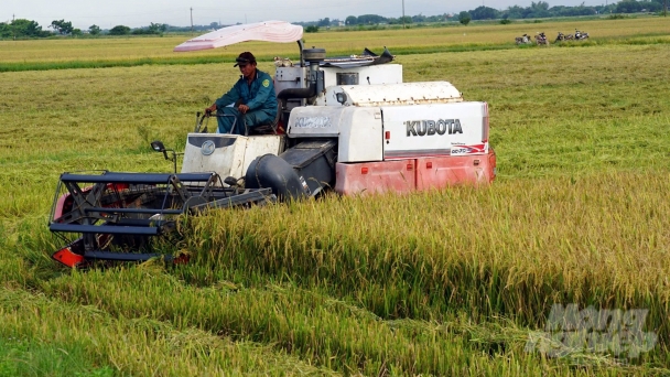 Quảng Trị: Lúa hè thu được mùa, được giá