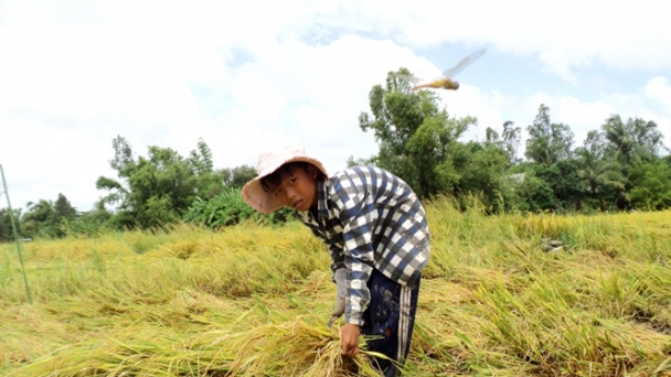 Lúa hè thu giảm 200-250 đ/kg